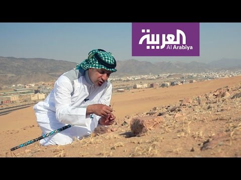 شاهد نباتات أبرق الملائكة وفوائدها