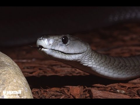 شاهد تفسير رؤية الثعبان بأنواعه المختلفة في المنام