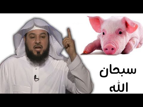 بالفيديو  تعرف لماذا خلق الله الخنزير