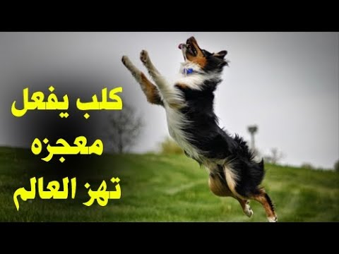 شاهد كلب ظل مربوطًا سنوات وعندما سمع اسم الرسول حدثت المعجزة