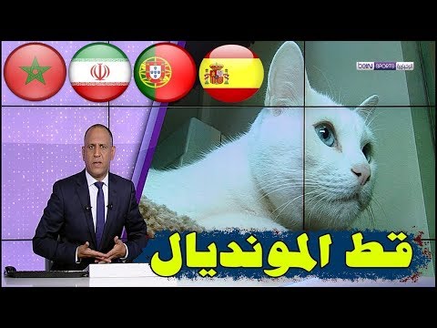 شاهد قط روسي جميل مرشح لتوقع نتائج المنتخب المغربي في المونديال