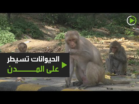 شاهد الحيوانات تسيطر على نيودلهي بسبب فيروس كورونا