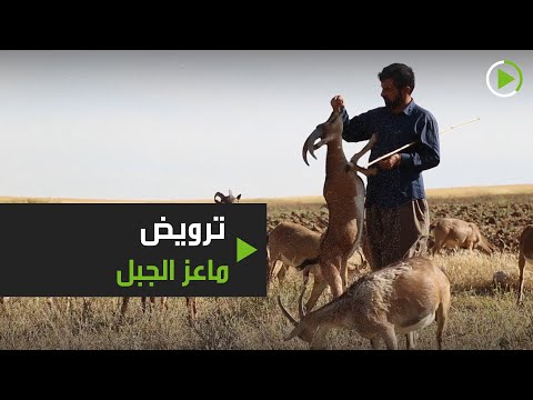 شاهد راع يروض قطيعا من ماعز الجبل