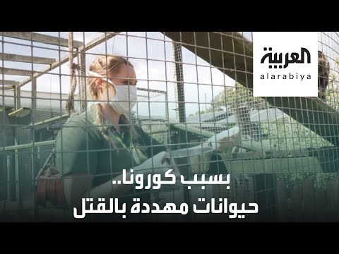 شاهد حيوانات مهددة بالقتل في حديقة بورث في بريطانيا بسبب كورونا