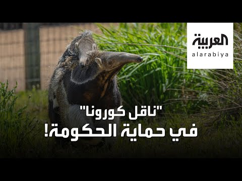 شاهد الصين تطلق سراح آكل النمل المتهم الأول بـكورونا