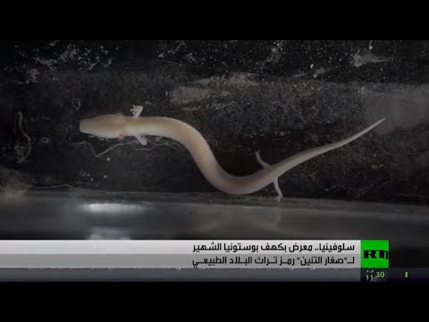 شاهد سلوفينيا تفتتح معرضها الأول لمخلوقات كهف بوستونيا المشهور عالميًا