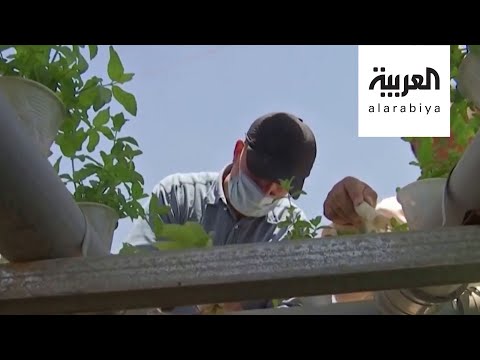 شاهد اللاجئون السوريون يزرعون الخضروات في مخيم الزعتري