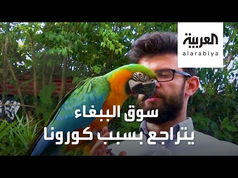 شاهد كورونا يضرب سوق الببغاء ومربيه ومحبيه