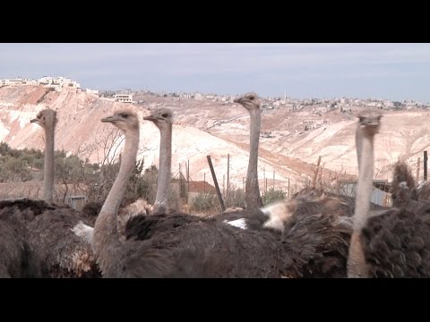 مزرعة لتربية النعَّام في فلسطين