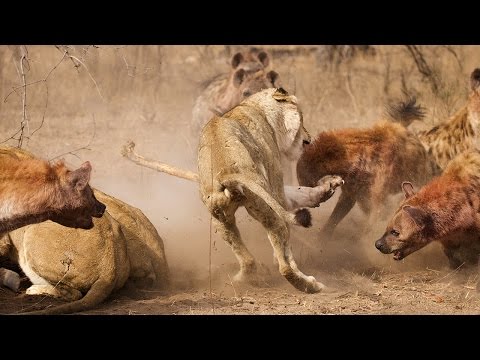 شاهد معركة بين لبوتين وضباع