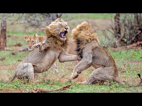 بالفيديو معركة ضارية بين أسدين على مواعدة لبؤة