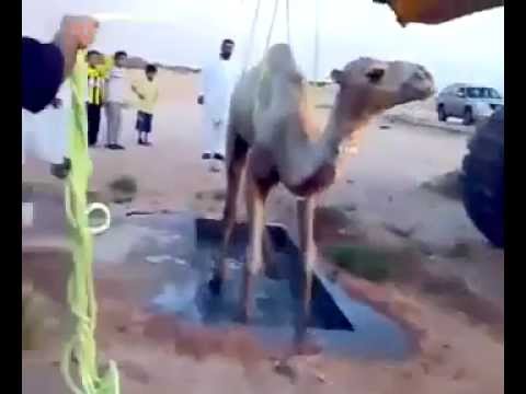 شاهد سعوديون يغرقون جملًا