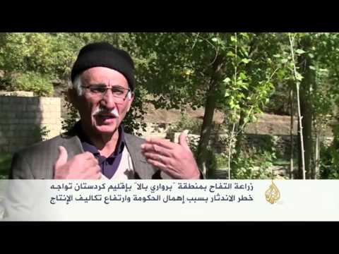 شاهد زراعة التفاح في كردستان تواجه خطر الاندثار