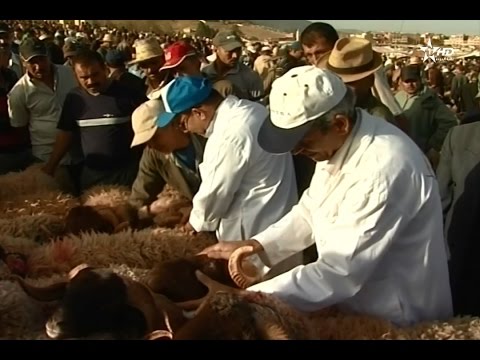 بالفيديو أجواء شراء أضاحي العيد من سوق أزرو المعروف في سلالة تمحضيت