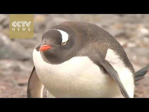 penguins suffer as antarctic krill declines