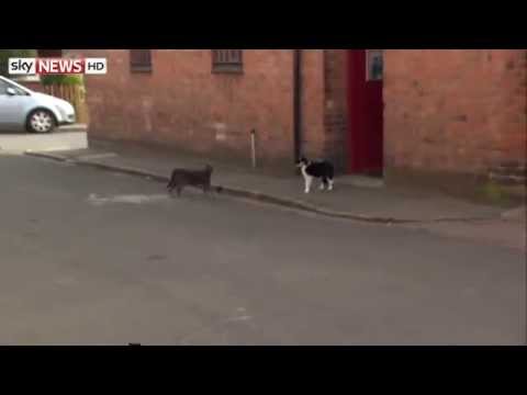 david cameron narrowly avoids cat fight