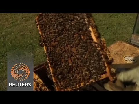 beekeeping goes wireless