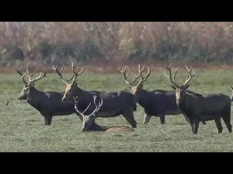 large number of endangered wild elaphure deer