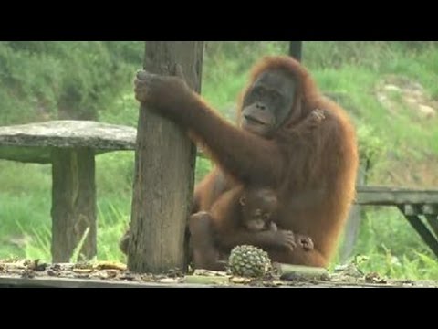 orangutan in indonesia threatened