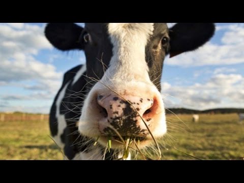 chinese milk products in new zealand