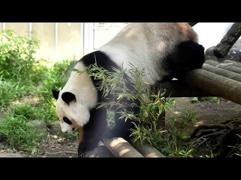 giant panda shin shin at tokyo zoo shows