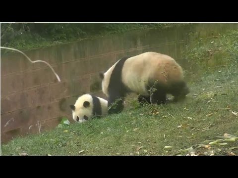 panda busted while bullying