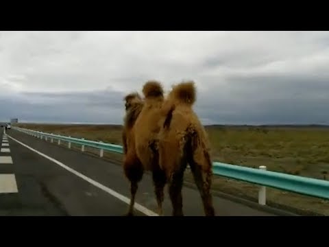 life in the fast lane as camels take highway