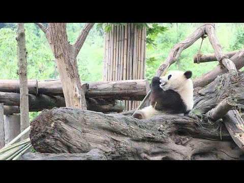 three giant pandas arrive in chengdu