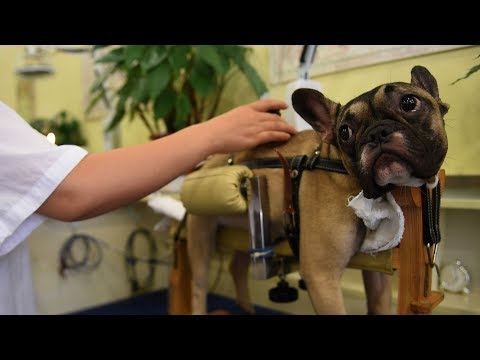 petfriendly china acupuncturist gets tails