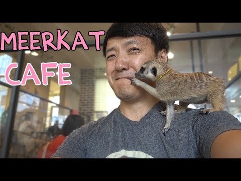 adorable meerkatraccoon cafe in seoul