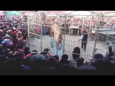 circus tiger breaks through fenceinjuring two kids