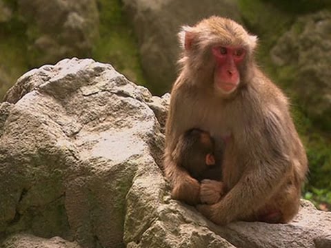 japan zoo apologises for monkeys name