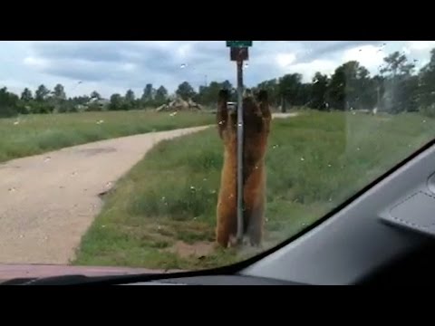 grizzly bear pole dances