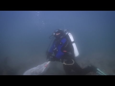 andy and jim searching for urchins