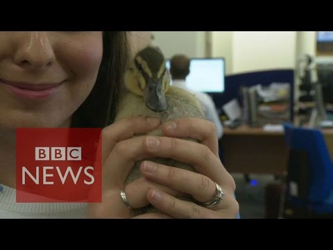 orphaned duck loving office life