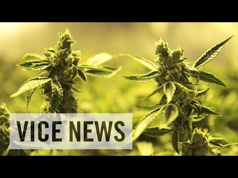 inside americas billiondollar weed business