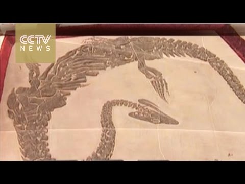 240m year old fossils on display in china’s guizhou