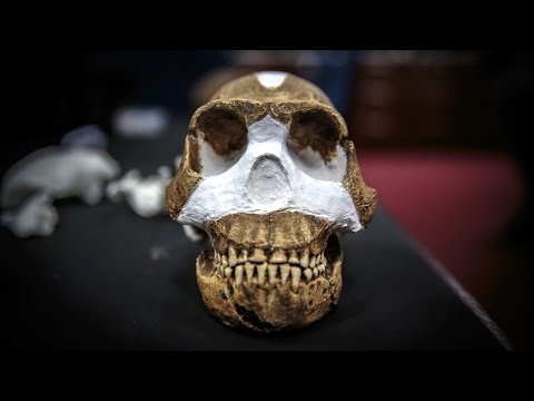 scientists discover new human ancestor ‘homo naledi’