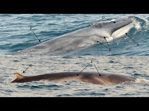 incredibly rare whale caught on camera