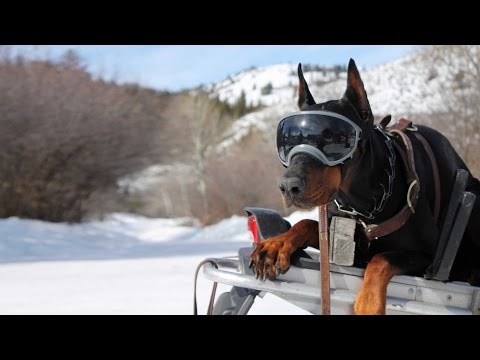 protective dog goggles are a hit