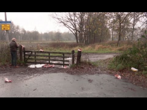 refugees met with pig heads in dutch camp