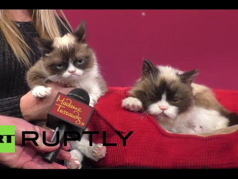 grumpy cat immortalized at madam tussauds