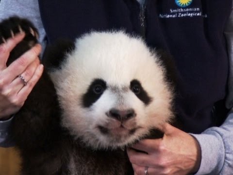 at new giant panda cub bei bei