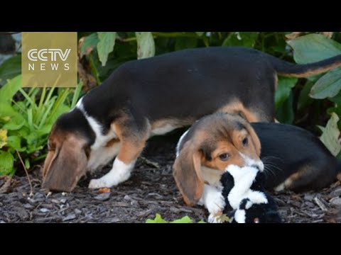 around a surrogate hound and watched her give birth to seven halfpound puppies