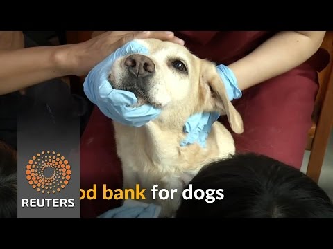 dogs in taiwan receive their first blood bank