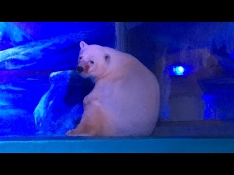 saving the worlds saddest polar bear