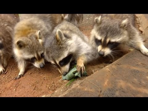 wildlife park animals receive zongzi delivery