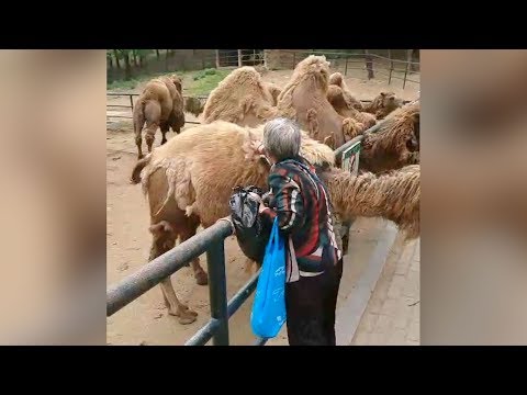 woman at northeast chinese zoo filmed pulling