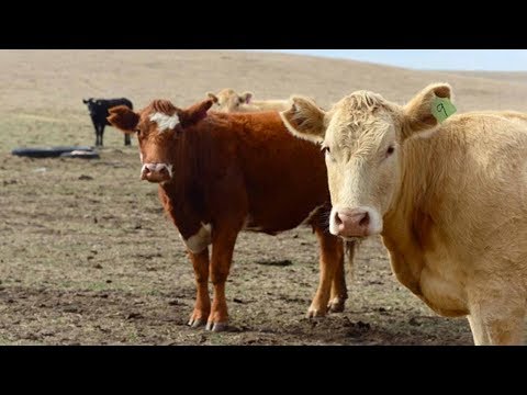 china us finalize deal lifting ban on us beef imports