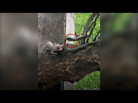 snake spits out lizard after being attacked